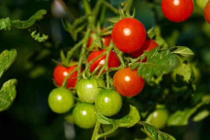 Transplante de legumes para o inverno em casa: potes