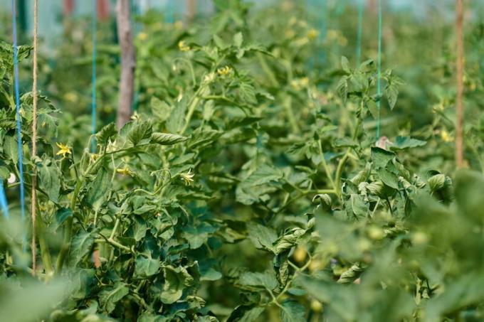 Formação do arbusto de tomate na estufa