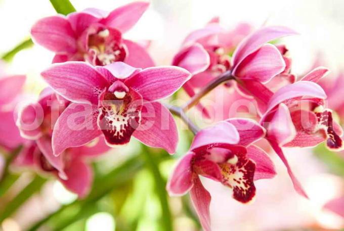 Crescer orquídeas. Ilustração para um artigo é usado para uma licença padrão © ofazende.ru