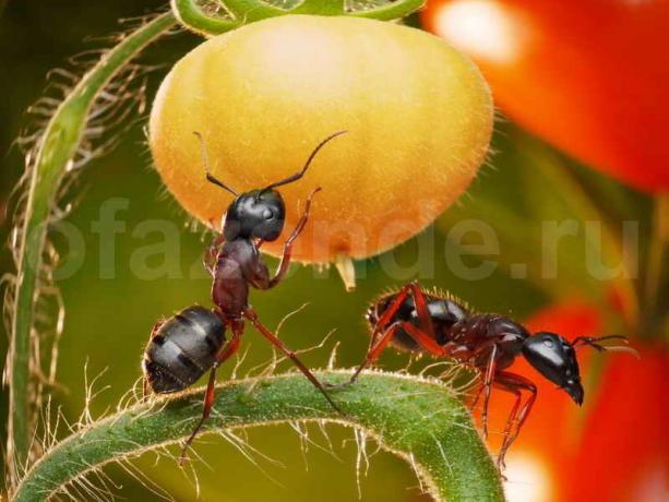 Livrar-se das formigas. Ilustração para um artigo é usado para uma licença padrão © ofazende.ru