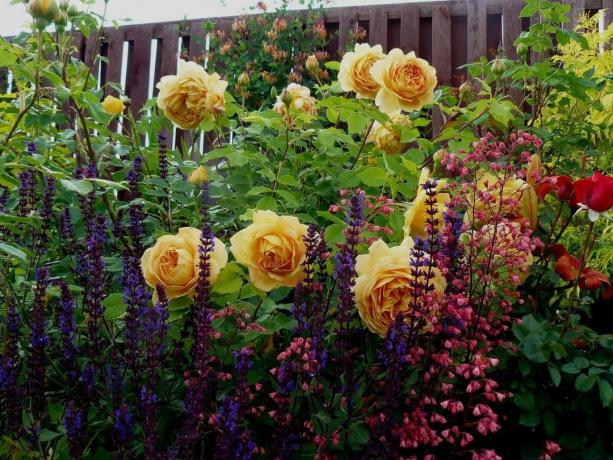 O que fazer no jardim de flores em julho: 5 passos importantes que precisam ser feitas agora