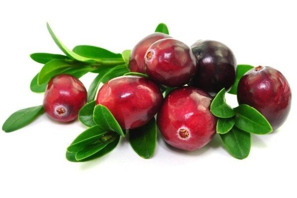 O cranberry é útil e por sua forte demanda nas Américas