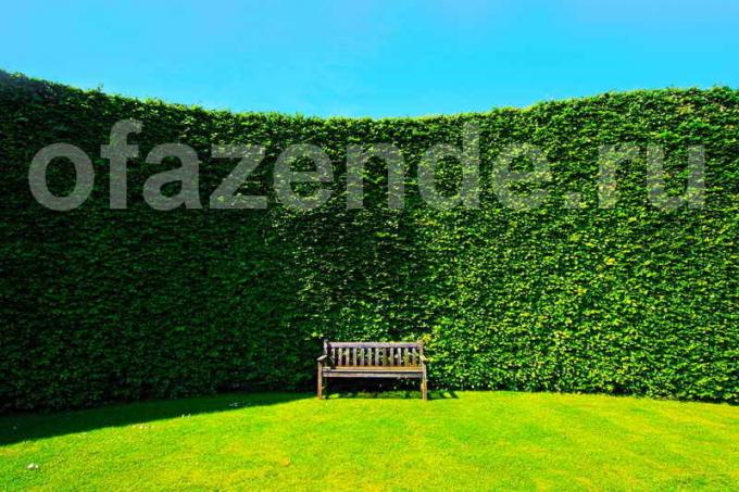 Hedge em seu site: jardineiros Dicas