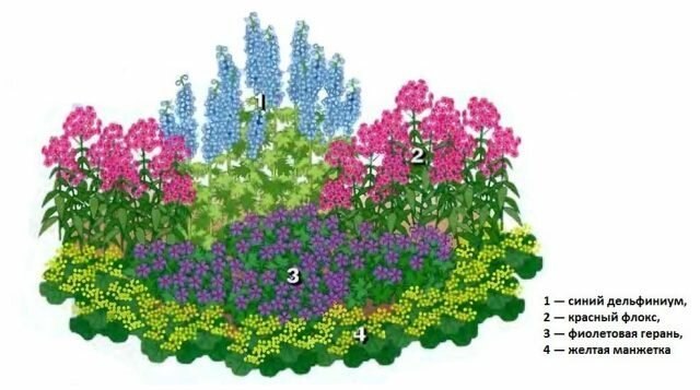 Bela flor jardim "para o preguiçoso" 4 de plantas perenes adornar qualquer jardim. Diagrama, descrição e foto