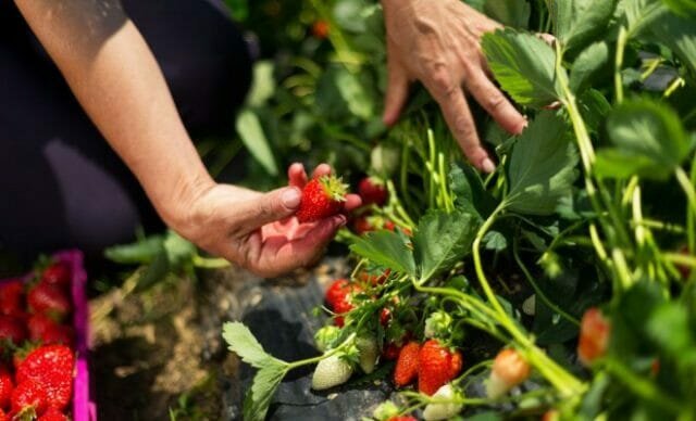 Alimentando o verão morango durante frutificação