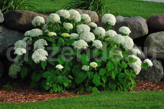 Hydrangea: cuidado especial e alimentação de remédios caseiros