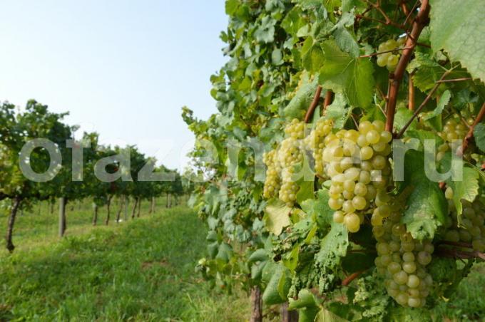 O cultivo de uvas. Ilustração para um artigo é usado para uma licença padrão © ofazende.ru