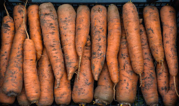 5 erros ao armazenar cenouras: como não perder a colheita