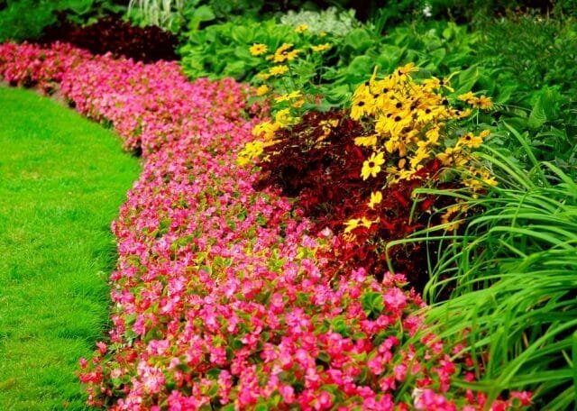 Perenes - flor para todas as estações: Dicas jardineiros