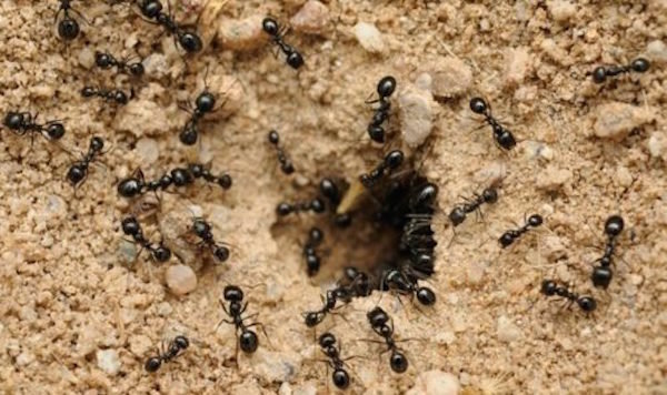 Formigas trazer muitos benefícios para o jardim. Não há necessidade de destruí-los