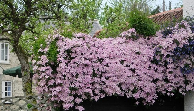 Quase todos clematis necessidade de cobertura para o inverno