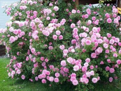 rosas seleção canadense durante a floração