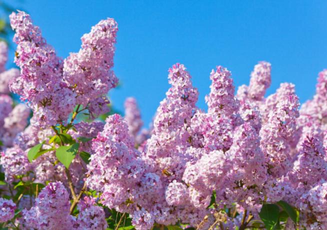 Lilac de florescência - um símbolo do verão se aproximando. Ilustração para um artigo é usado para uma licença padrão © ofazende.ru
