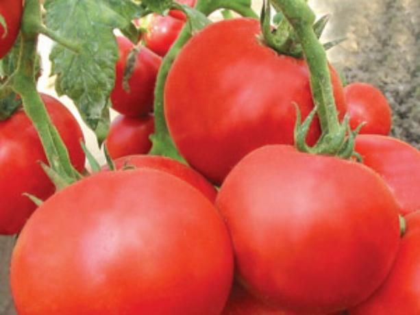 A maioria das variedades precoces de tomates: tipos e descrições