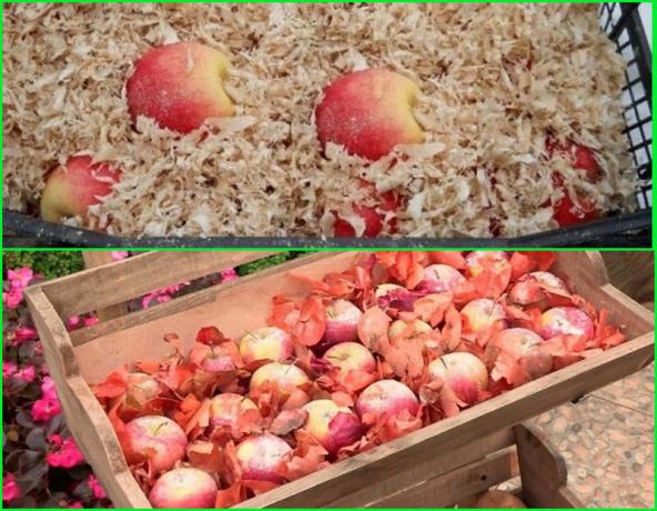 Métodos para o armazenamento do inverno de maçãs
