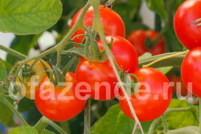 Tomates zhiruyut: o que fazer, o quê e como parar de lubrificação