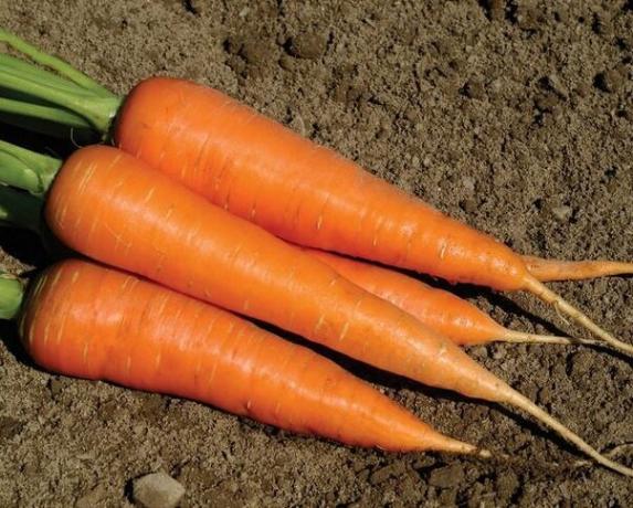 Meus segredos para crescer uma colheita de cenouras doces