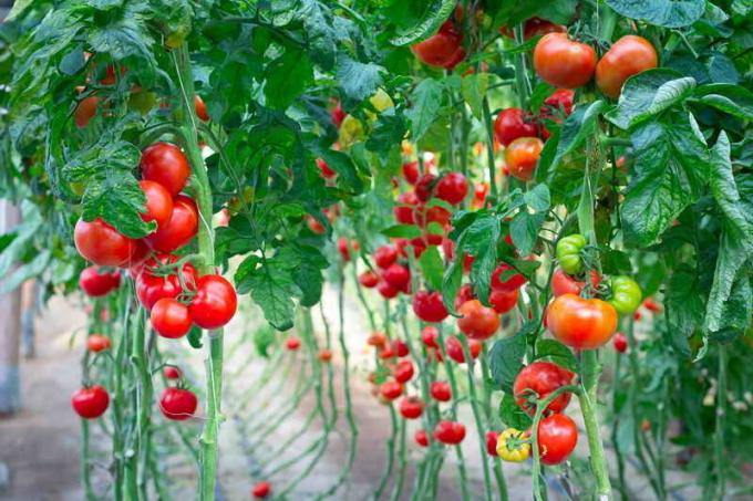 Feche os tomates sem vinagre para o inverno