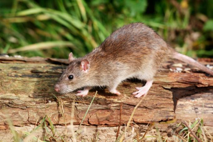 10 idéias sobre como se livrar de ratos em uma casa de campo (o único meio provado!)