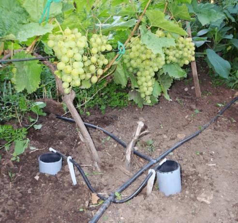 Como regar as uvas para obter uma boa colheita