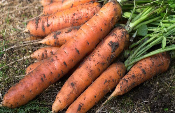 5 cenouras semeadas antes erros de inverno: como não perder a colheita