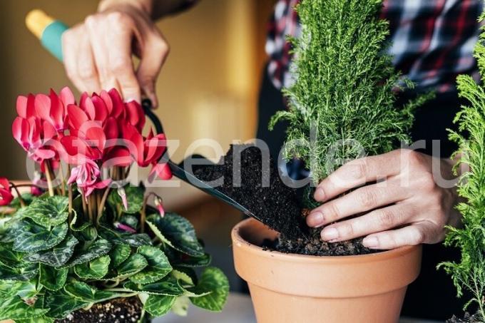 Cuidar de plantas. Ilustração para um artigo é usado para uma licença padrão © ofazende.ru