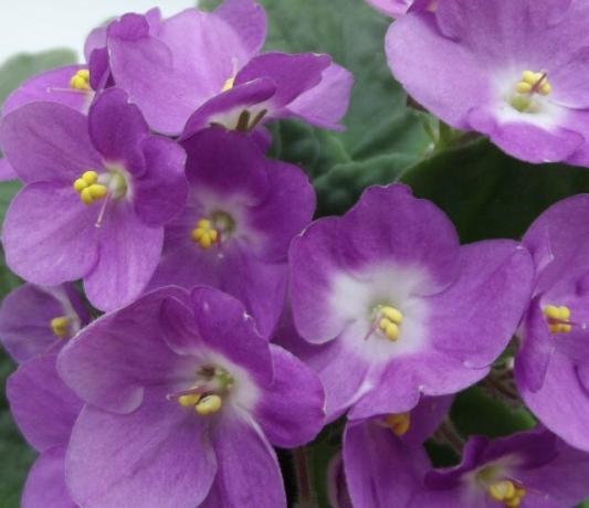 blooms assentindo de violetas - conhecimento adequado e cuidados