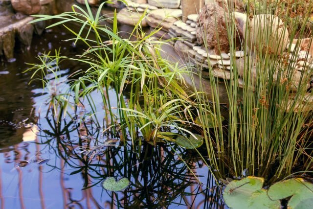 Jardim lagoa - um espelho natural. Ilustração para este artigo é tomada a partir de fontes públicas