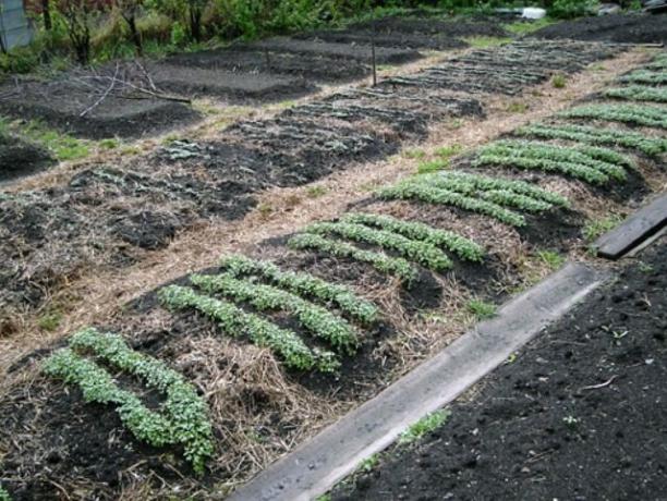 Para adubação verde é tão importante para preparar o solo