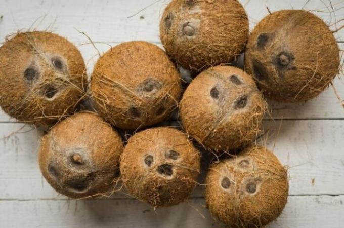 Coconuts - uma das frutas mais duradouro.