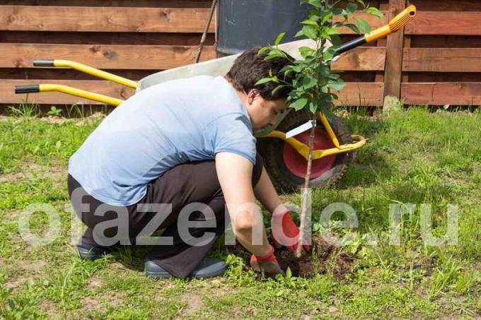 Quando mudas plantio de primavera pode ser afetada por retornáveis ​​geada. Ilustração para um artigo é usado para uma licença padrão © ofazende.ru