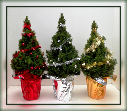 Comprado pelo Ano Novo uma pequena árvore de Natal em um recipiente? Não jogue fora, dar-lhe uma chance e dar a vida! 👍
