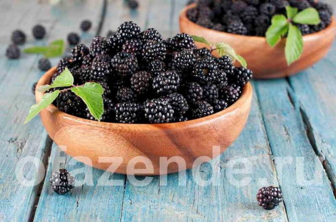 Blackberry para o seu jardim: tipos, descrição e cultivo