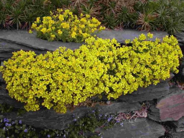 flores amarelo-ouro