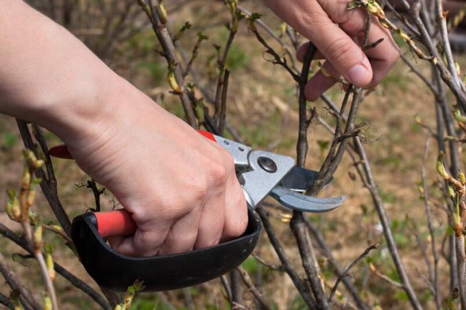 Poda de árvores de fruto: como e quando realizar