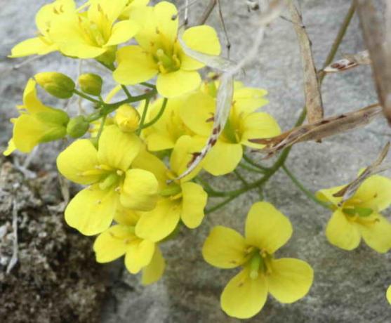 As flores são de cor amarela pálida