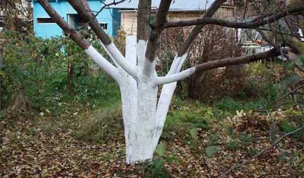 Um procedimento que ajuda a árvores de fruto mais fácil para sobreviver ao inverno