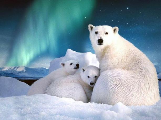 Em Svalbard é mais de mil espécies de ursos polares.