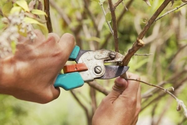 Quando você precisa cortar as árvores de fruto