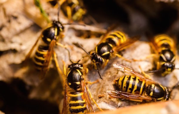 Livrar-se de vespas no país: 3 método livre eficaz