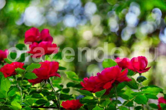 Arbusto floração rosas. Ilustração para um artigo é usado para uma licença padrão © ofazende.ru