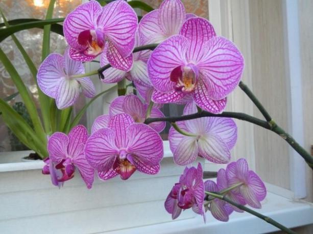 O que fazer com orquídea pedúnculo após a floração para a próxima vêm mais rápido