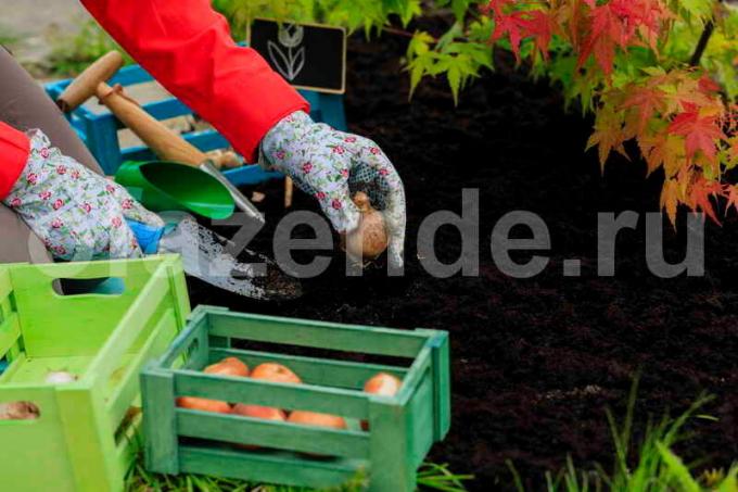 O processo antes de plantar cebolas