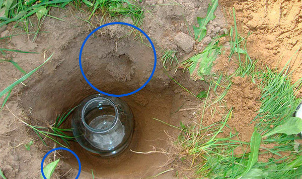 toupeira armadilha de boião de 3 litros. Azul circulou as entradas para o túnel.