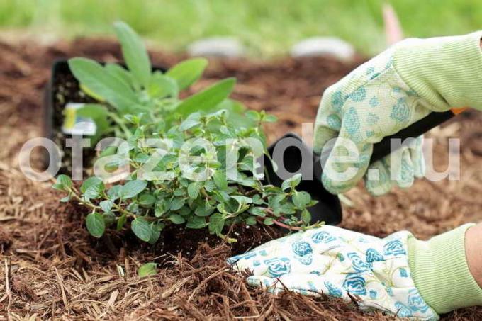 Palha contra as ervas daninhas: jardineiros Dicas