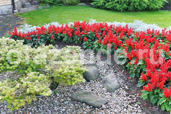 Cama de flor entre as rochas: Dicas jardineiros